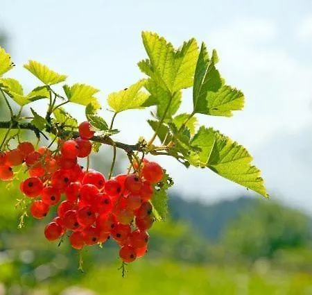 Gapphof ריית ביי סיפלד