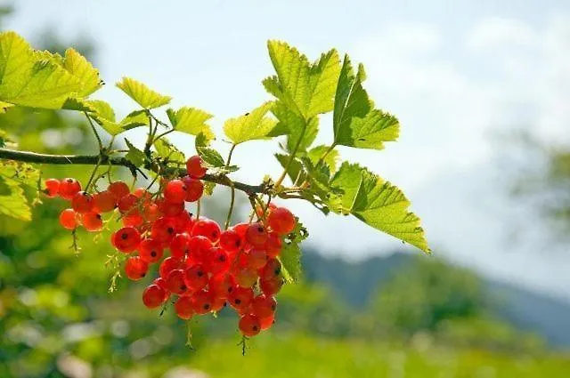 Gapphof Reith bei Seefeld